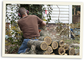 Cutting down a tree for firewood